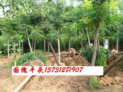大量出售火炬 速生柳 國(guó)槐