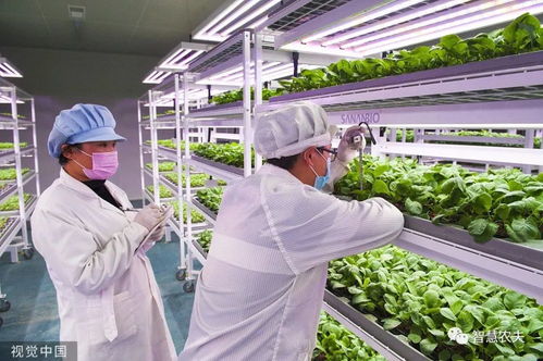 走進 植物工廠 探訪現(xiàn)代工廠化智慧育苗基地