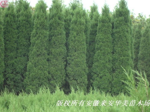柏樹的外形特征,作用是什么