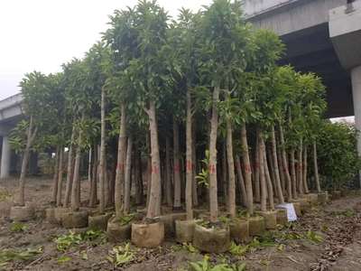 黃葛蘭批發(fā)基地供應(yīng) 6公分黃葛蘭綠化苗木