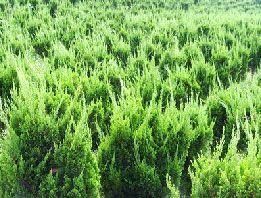 供應山東青州麗穎花卉苗木基地是專業(yè)的龍柏種植基地_農(nóng)副產(chǎn)品_世界工廠網(wǎng)中國產(chǎn)品信息庫