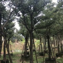 龍海市東泗綠盈園藝場