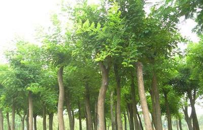 本苗圃大量出售3-4公分國槐苗木 速生國槐價(jià)格 濕地綠化