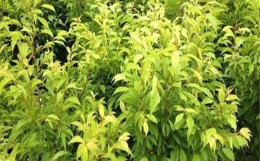 農(nóng)業(yè)種植