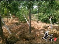 苗木供應(yīng)欒樹2 12公分,工程苗木6 10公分,15000棵