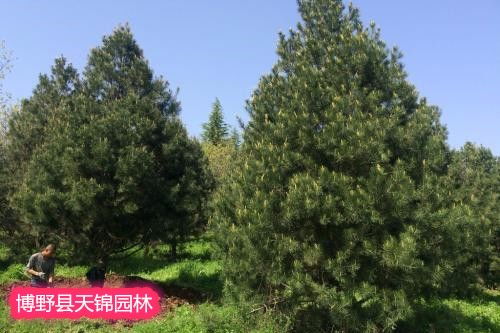 博野縣天錦園林苗木基地 精品白皮松揚(yáng)州市 三米半白皮松價(jià)格實(shí)惠