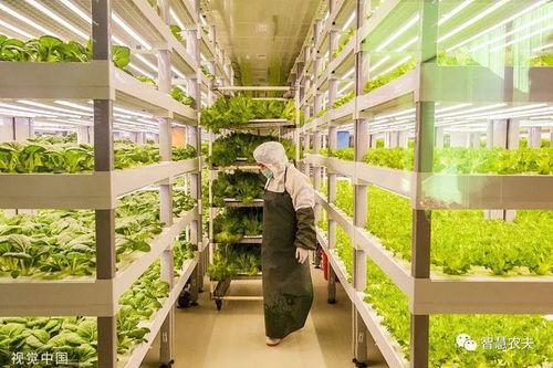 走進(jìn) 植物工廠 探訪現(xiàn)代工廠化智慧育苗基地