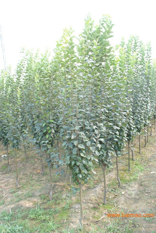 山東優(yōu)質(zhì)北美海棠種植廠 沐杉苗木,山東優(yōu)質(zhì)北美海棠種植廠 沐杉苗木生產(chǎn)廠家,山東優(yōu)質(zhì)北美海棠種植廠 沐杉苗木價(jià)格