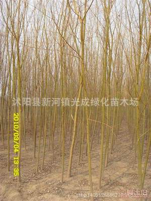 【直銷垂柳苗綠化垂柳垂柳樹苗綠化工程苗無病害易成活】沭陽縣新河鎮(zhèn)光成綠化苗木場 - 產(chǎn)品庫