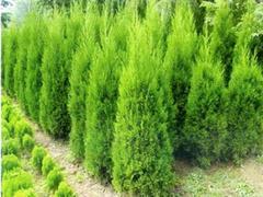 蜀檜專業(yè)供應(yīng)商|山東綠化苗木圖片|蜀檜專業(yè)供應(yīng)商|山東綠化苗木產(chǎn)品圖片由青州市紅海花卉苗木公司生產(chǎn)提供-