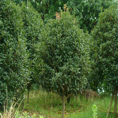 綠化苗木2-8公分紅花丹桂桂花樹桂花樹苗丹桂桂花樹苗