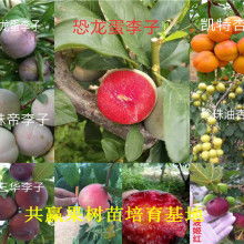 大童外套批發(fā)冬季價格 大童外套批發(fā)冬季公司 圖片 視頻