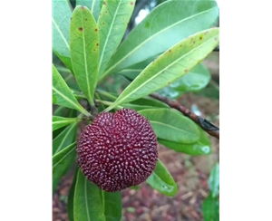 楊梅苗哪里有 蘇州楊梅苗 吳中區(qū)東山繁茂苗木場