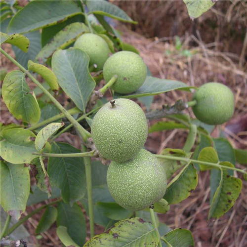 【大量出售中林5號核桃樹苗晉龍2號核桃樹苗管理】- 