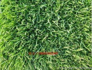 內(nèi)蒙古草坪價(jià)格_農(nóng)副產(chǎn)品_世界工廠網(wǎng)