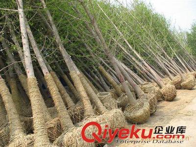 供應(yīng)銀杏樹(shù) 嫁接銀杏樹(shù) 可作庭蔭樹(shù)-邳州市飛越銀杏苗木購(gòu)銷(xiāo)部提供供應(yīng)銀杏樹(shù) 嫁接銀杏樹(shù) 可作庭蔭樹(shù)的相關(guān)介紹、產(chǎn)品、服務(wù)、圖片、價(jià)格邳州市飛越銀杏苗木購(gòu)銷(xiāo)部、銀杏樹(shù);銀杏苗;銀杏葉;銀杏果