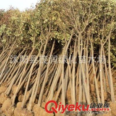 苗圃直銷庭院園林綠化行道樹(shù) 大葉女貞 高桿女貞 規(guī)格齊全包郵圖片|苗圃直銷庭院園林綠化行道樹(shù) 大葉女貞 高桿女貞 規(guī)格齊全包郵產(chǎn)品圖片由沭陽(yáng)縣茂潤(rùn)綠化苗木場(chǎng)公司生產(chǎn)提供-