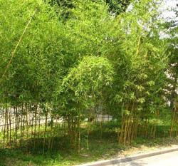 河北綠化苗木早園竹價(jià)格,河北綠化苗木早園竹價(jià)格生產(chǎn)廠(chǎng)家,河北綠化苗木早園竹價(jià)格價(jià)格