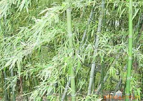紀(jì)蔚旻