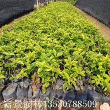 泰安市泰藝苗木銷(xiāo)售中心