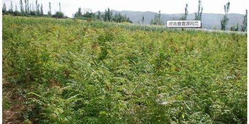 西北苗木大數(shù)據(jù) 西北苗木網(wǎng)
