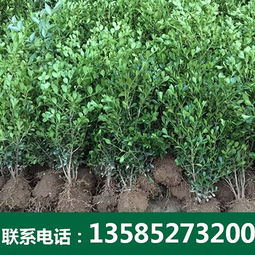 特價(jià)小葉黃楊廠家 沭陽(yáng)博大綠化苗木 沭陽(yáng)博大綠化苗木園藝場(chǎng) 金葉女貞銷售