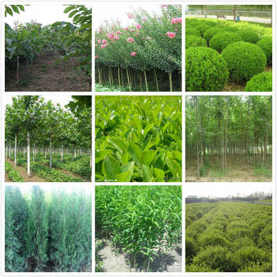 林州出售桃樹(shù)苗,紅葉石楠價(jià)格高不高