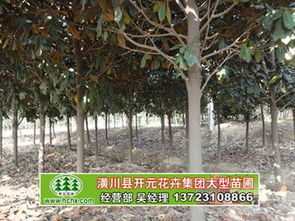 廣玉蘭 河南苗木