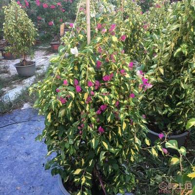 【雙色三角梅盆栽供應(yīng)、庭院綠化】綠化苗木,價格,廠家,供應(yīng)商,花木,龍海市東泗興輝園藝場 - 產(chǎn)品庫