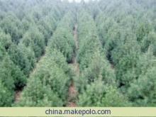 【苗木 種子及農(nóng)副產(chǎn)品】價格,廠家,圖片,喬木,紅葉苗圃個體經(jīng)營-