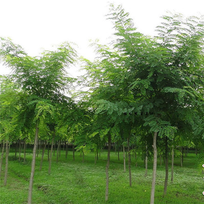基地直銷優(yōu)質(zhì)國槐 綠化景觀苗木 國槐小苗批發(fā) 規(guī)格齊全 買苗送技術(shù) 成活率高圖片_高清圖_細節(jié)圖-泰安市岱岳區(qū)禾禾苗木專業(yè)合作社
