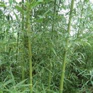 剛竹基地_苗木產(chǎn)品圖片
