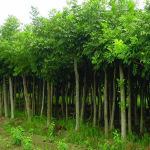 蘭州藍(lán)森苗木種植中心 - 產(chǎn)品信息