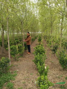 江蘇省沭陽(yáng)縣李想綠化苗木園藝場(chǎng)