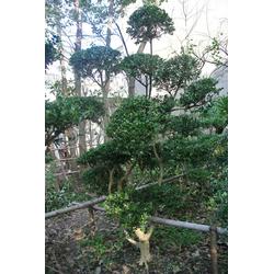 綠化苗圃批發(fā) 綠化苗圃供應(yīng) 綠化苗圃廠家 