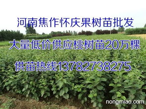濮陽晚秋黃梨苗,安陽晚秋黃梨苗,鶴壁晚秋黃梨苗