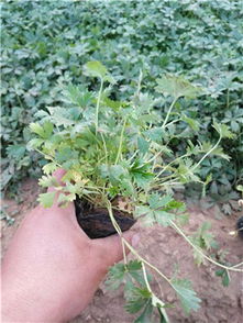 委陵菜哪里有 供應(yīng)濰坊有品質(zhì)的委陵菜