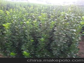 青州市曉敏花卉苗木專業(yè)合作社15866569681 企業(yè)庫 