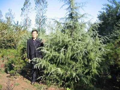 山西絳縣雪松苗木基地