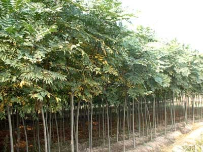 欒樹-金華洪村方綠化工程苗木場(產(chǎn)品圖片)-產(chǎn)品庫-中國花木網(wǎng)