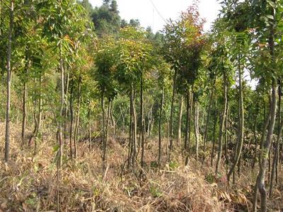 精品好苗木№江西造林苗←↑好商家→↓江西造林苗基地※供應(yīng)造林苗 -江西奉新羅市亞紅苗木場|江西苗木基地 經(jīng)營產(chǎn)品(江西造林苗基地、江西綠化苗木基地、江西濕地松苗木)-金泉網(wǎng)