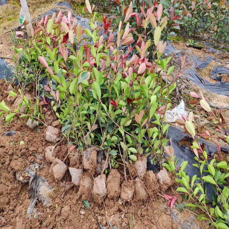 紅葉石楠苗5年生 工廠綠化效果好 紅葉石楠樹圖片