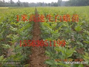 濟(jì)寧速生白蠟苗經(jīng)銷商滄州速生白蠟苗經(jīng)銷商衡水速生白蠟苗經(jīng)銷商
