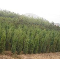 【河北苗木基地?！亢颖泵缒净亍r格_河北苗木基地。批發(fā)_河北苗木基地。廠家 -