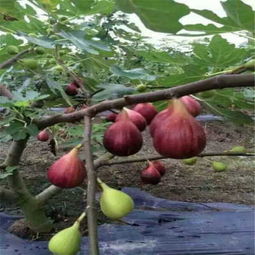 新聞 遼源中農(nóng)寒優(yōu)無(wú)花果苗廠家