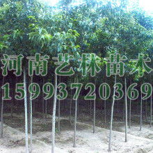 大葉女貞苗圃?xún)r(jià)格 大葉女貞苗圃公司 圖片 視頻