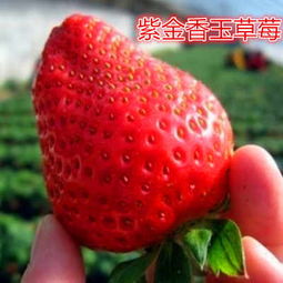 秦皇島市新聞報(bào)道 照香草莓苗廠家 果樹(shù)苗行情