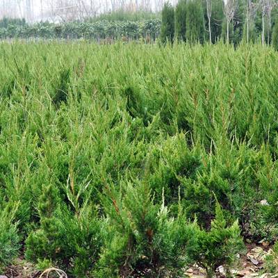 綠籬用40厘米高小龍柏價(jià)格