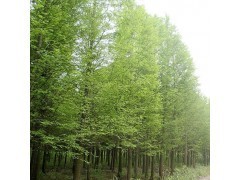 落羽杉 落羽杉苗木 落羽杉價(jià)格 落羽杉批發(fā)_中國(guó)貿(mào)易網(wǎng)