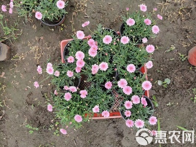 其它苗木 瑪格麗特花出售 瑪格麗特工程苗基地直銷(xiāo) 私聊報(bào)價(jià)